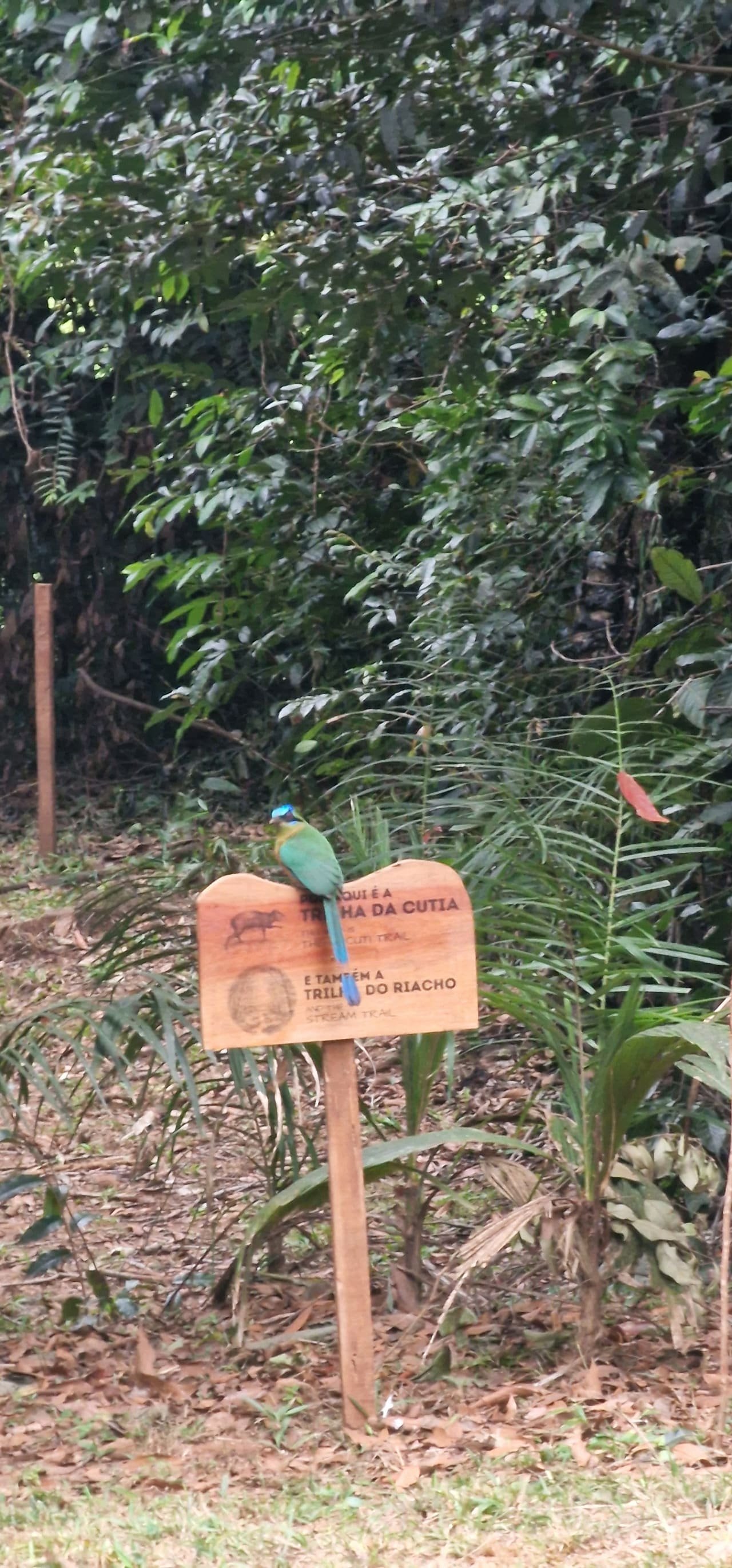 Udu (motmot) pousado na placa das trilhas da Casa Bambu
